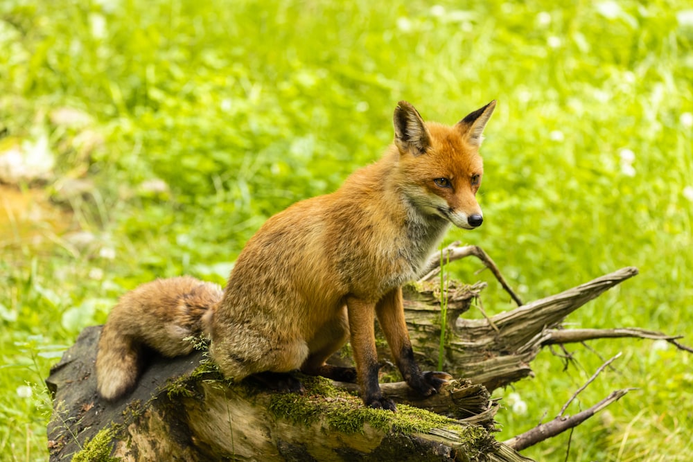 brown fox on green grass during daytime