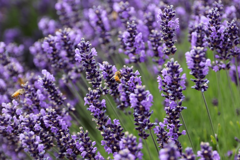 purple flower in macro lens