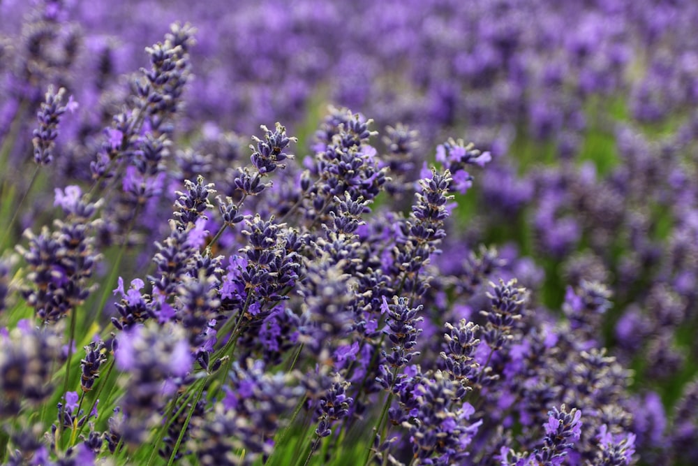 purple flower in close up photography