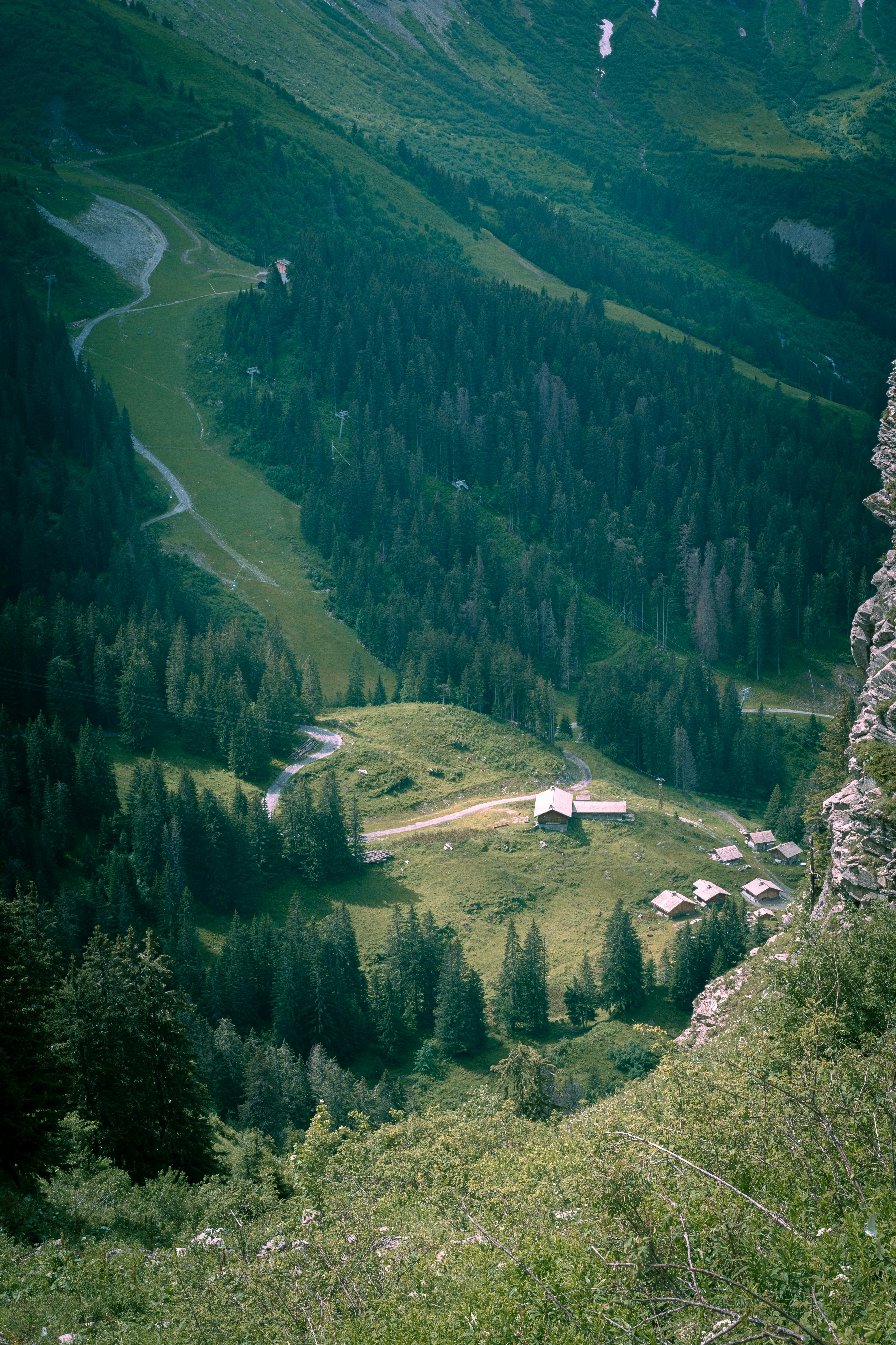 alberi verdi sulla montagna durante il giorno