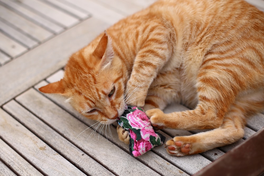 orangefarbene Tabby-Katze liegt auf grauem Holzboden