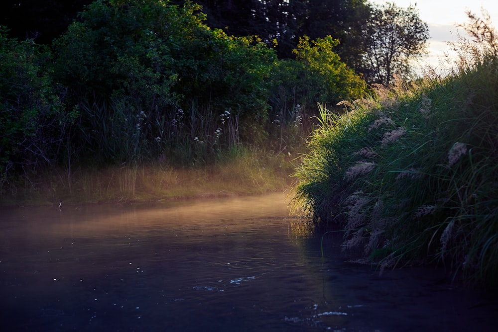 erba verde accanto al fiume durante il giorno