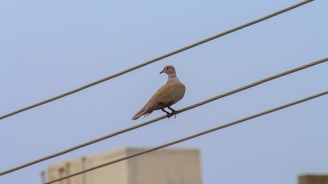 brown bird perched on black wire during daytime