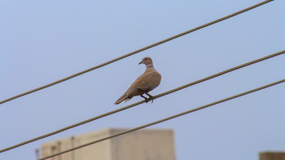brown bird perched on black wire during daytime