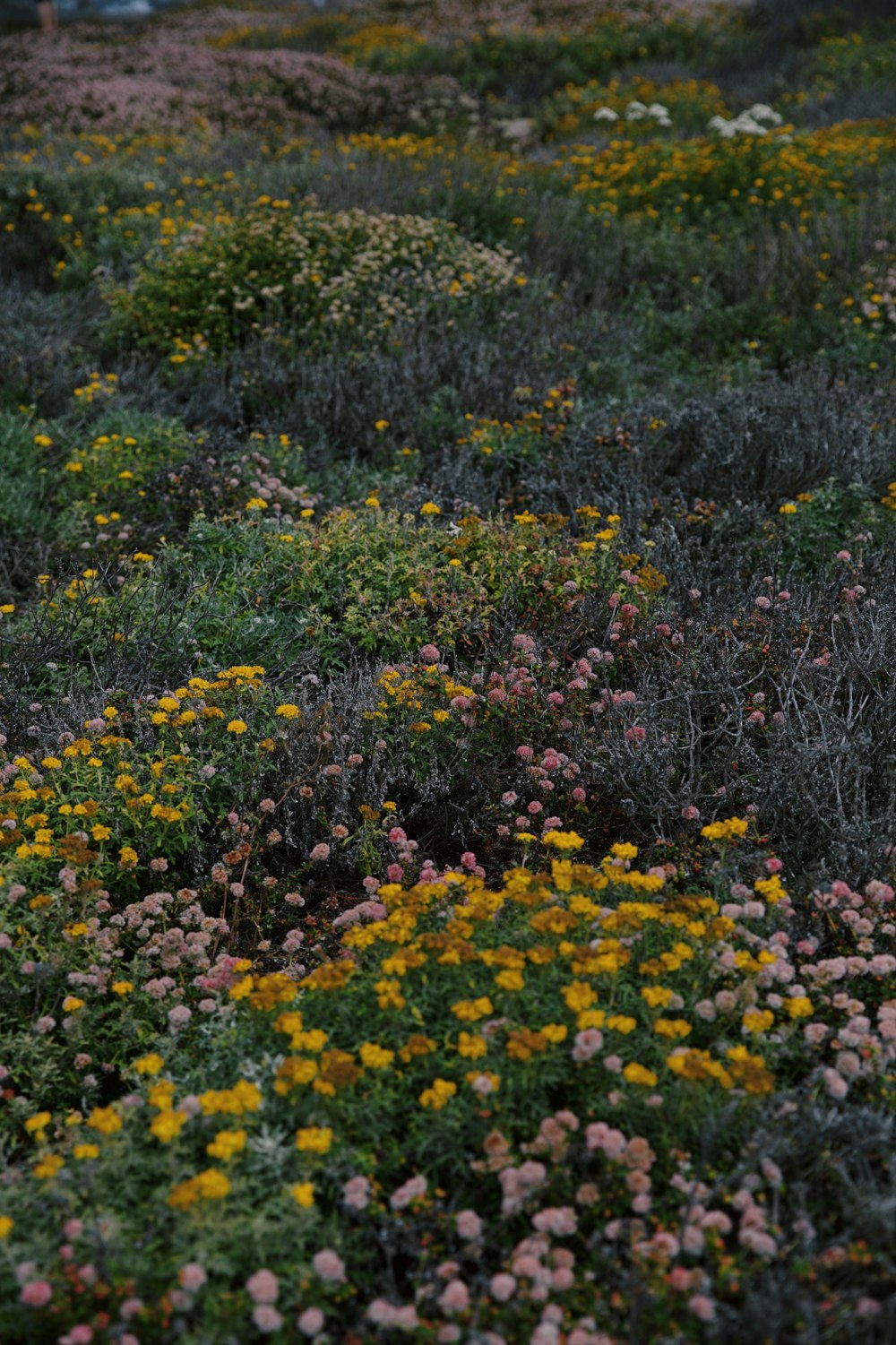 yellow flowers on green grass field during daytime