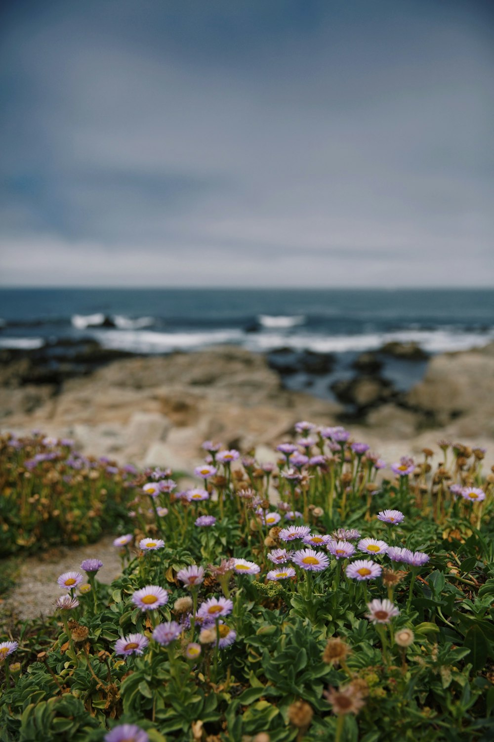 pink flowers near body of water during daytime