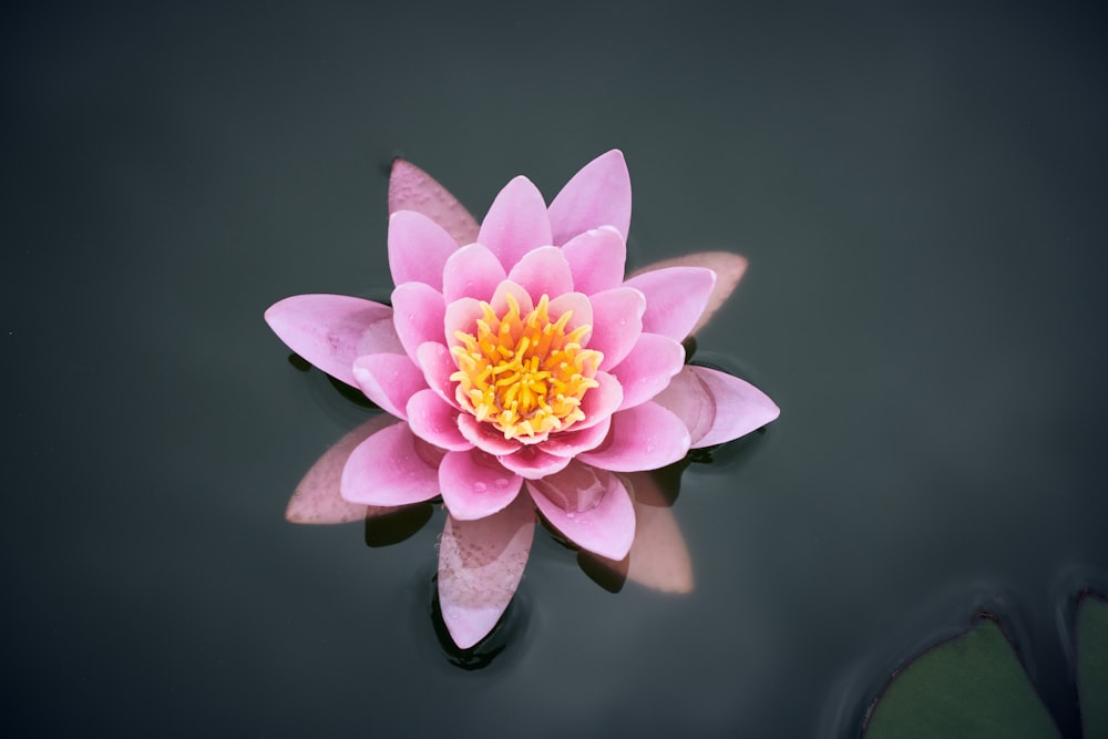 pink lotus flower in bloom