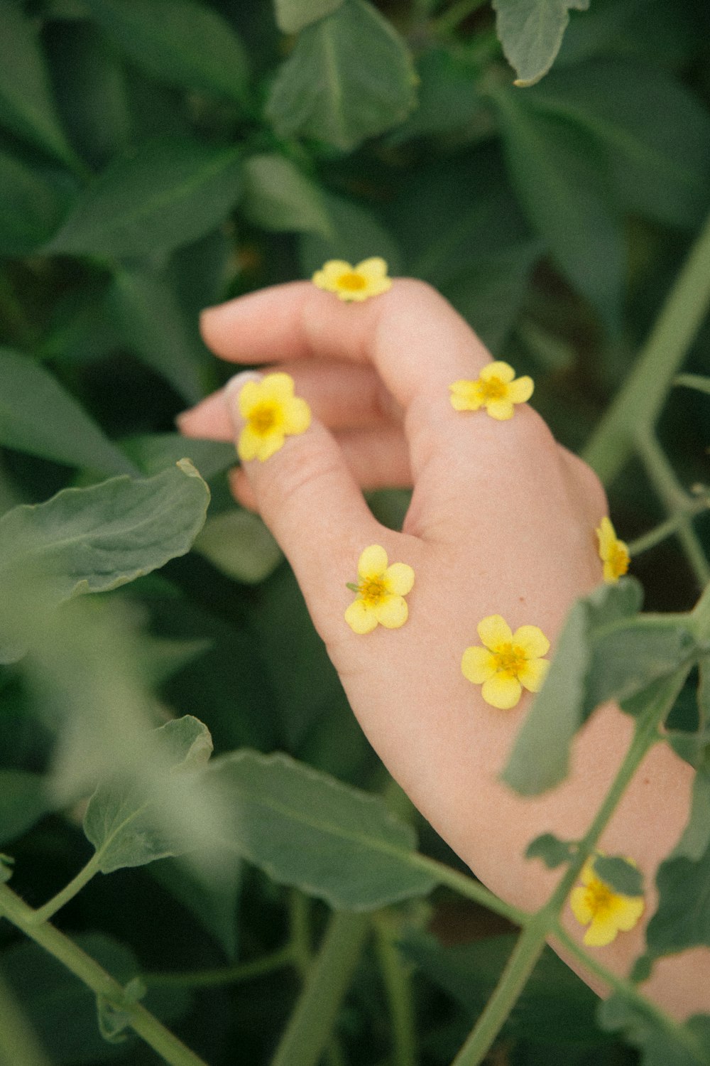 yellow flower with green leaves