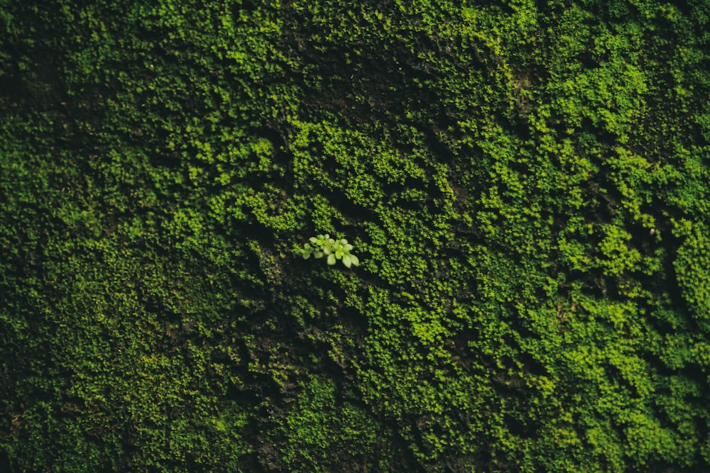 aerial view of green trees