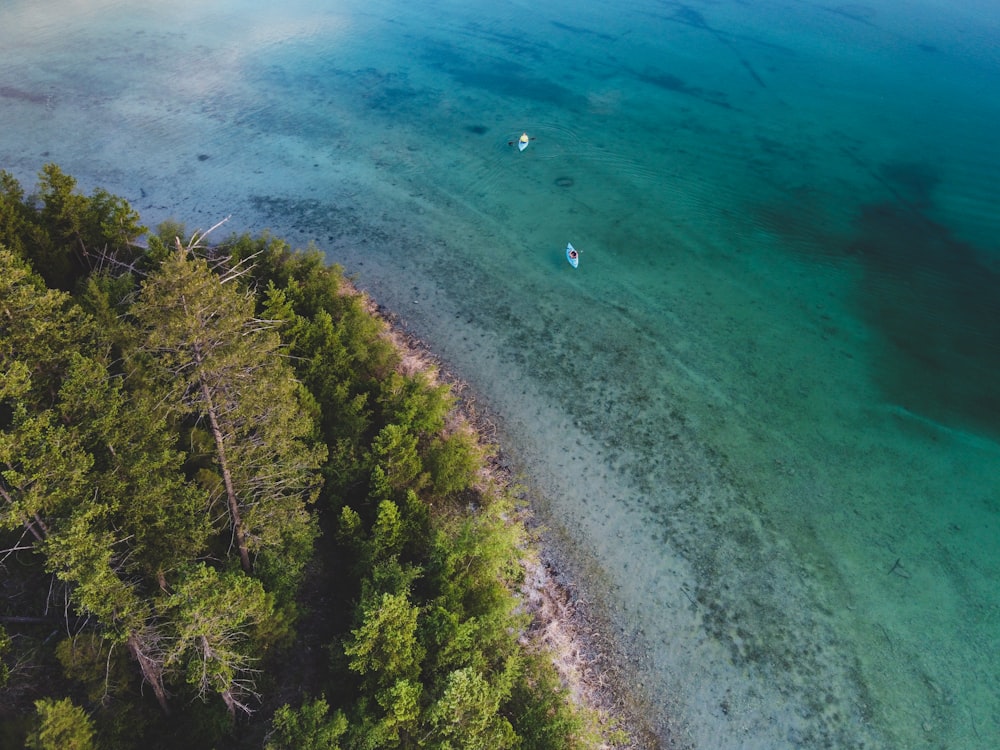 green trees beside blue sea during daytime