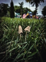 Two small mushrooms are growing amidst tall green grass. The scene is set in an outdoor area with blurred playground equipment in the background, suggesting a park or garden setting. The overall focus is on the mushrooms, which appear delicate and earthy.