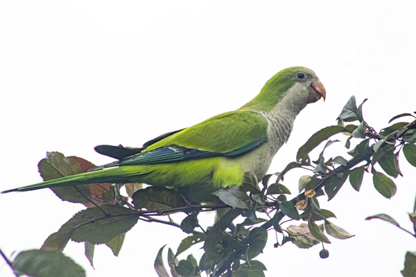 オキナインコ