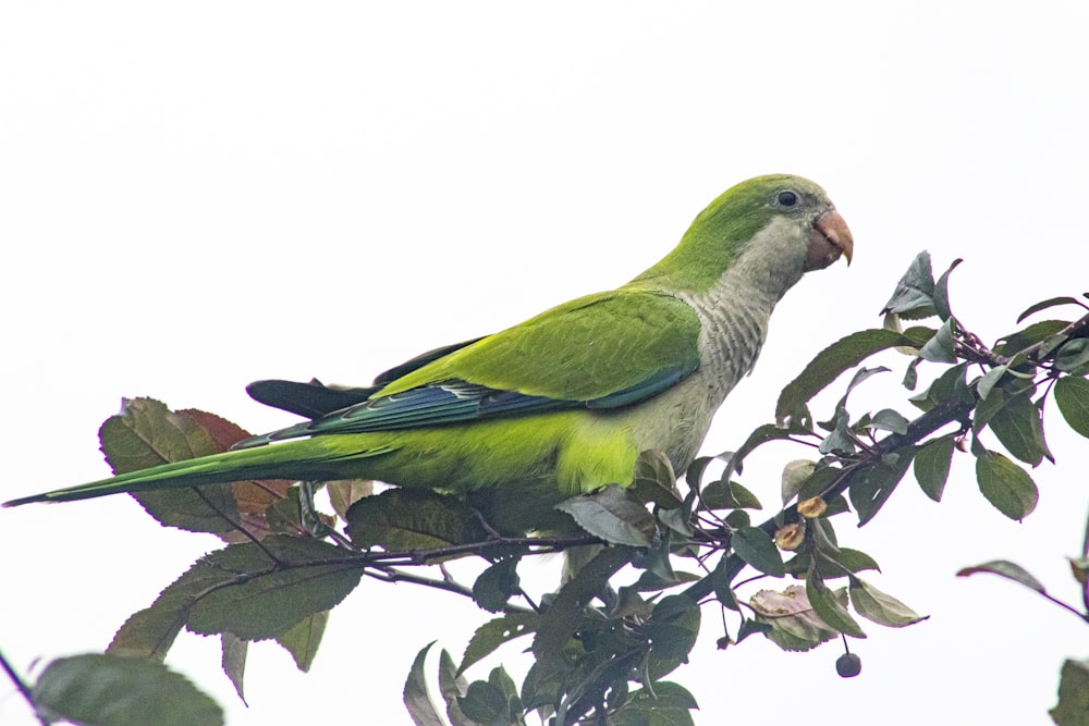 green and gray bird on tree branch