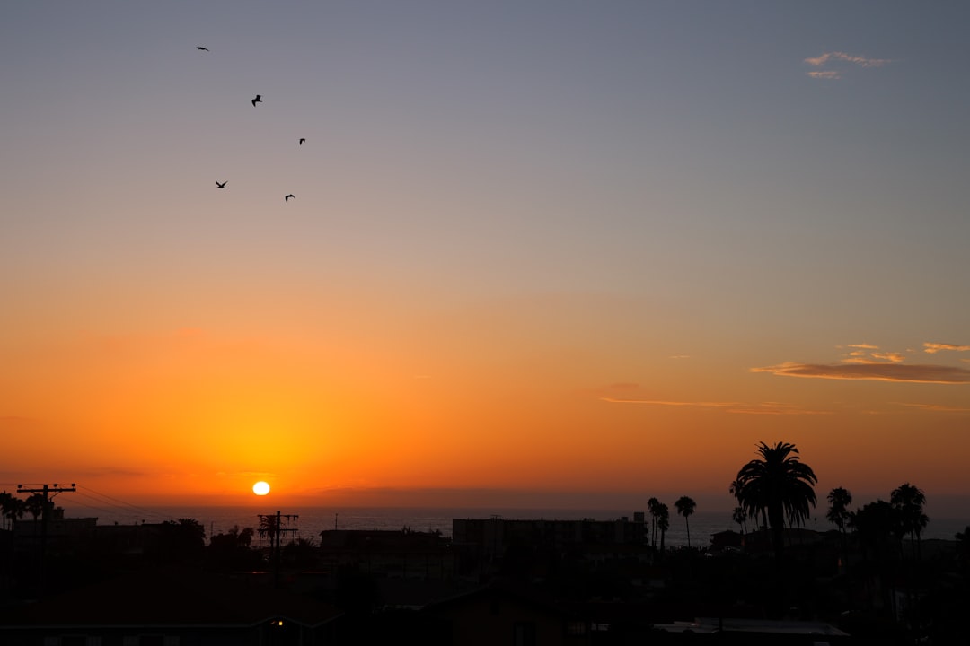 silhouette of trees during sunset