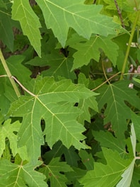 Maple leaves in various shades of green are layered over each other, showcasing their distinct five-lobed shape. The leaves have prominent veins and a slightly serrated edge, creating a textured appearance. The background appears densely populated with similar foliage, giving a sense of lush greenery.