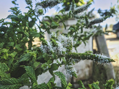 Close-up of fresh botanical plants ready for essential oil extraction.
