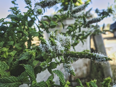Close-up of a fresh peppermint plant beside a glass bowl filled with herbal cream premix.