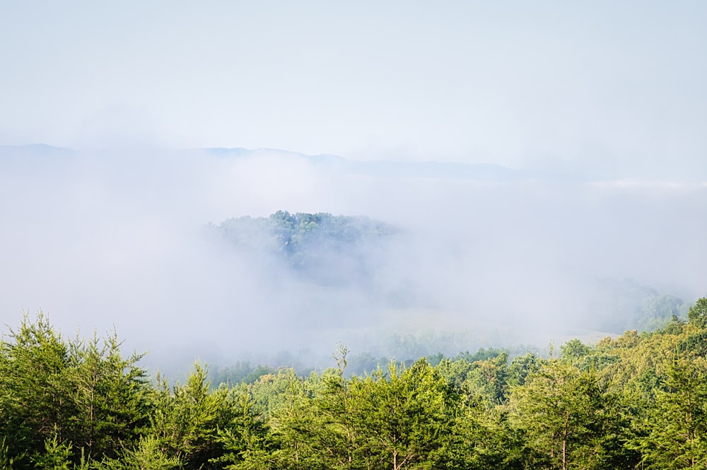 green trees and white clouds