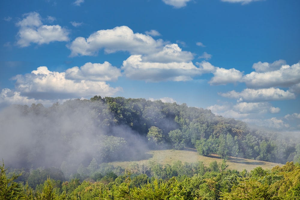 green trees under white clouds and blue sky during daytime