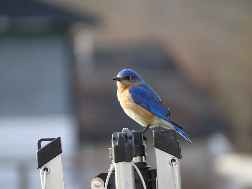 Birding optics guide — practical guide overview