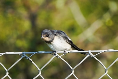 white and black bird on gray metal fence during daytime