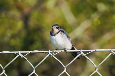 white and black bird on gray metal fence during daytime