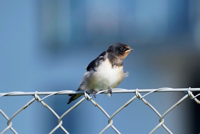 white and brown bird on gray metal fence during daytime