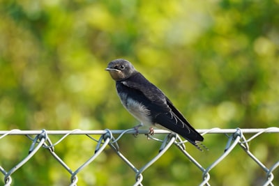black and white bird on gray metal fence during daytime