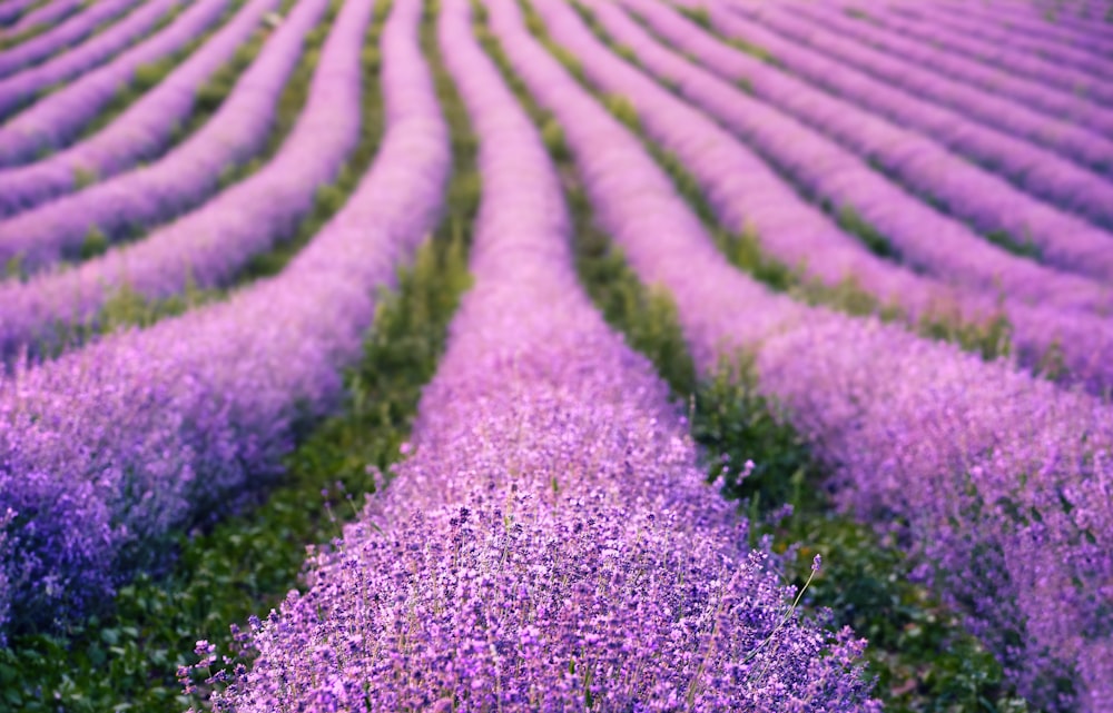 green grass field during daytime