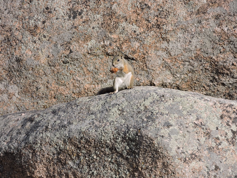 brown squirrel on gray rock during daytime