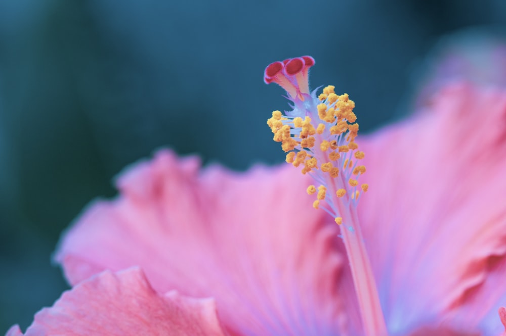 pink flower in tilt shift lens