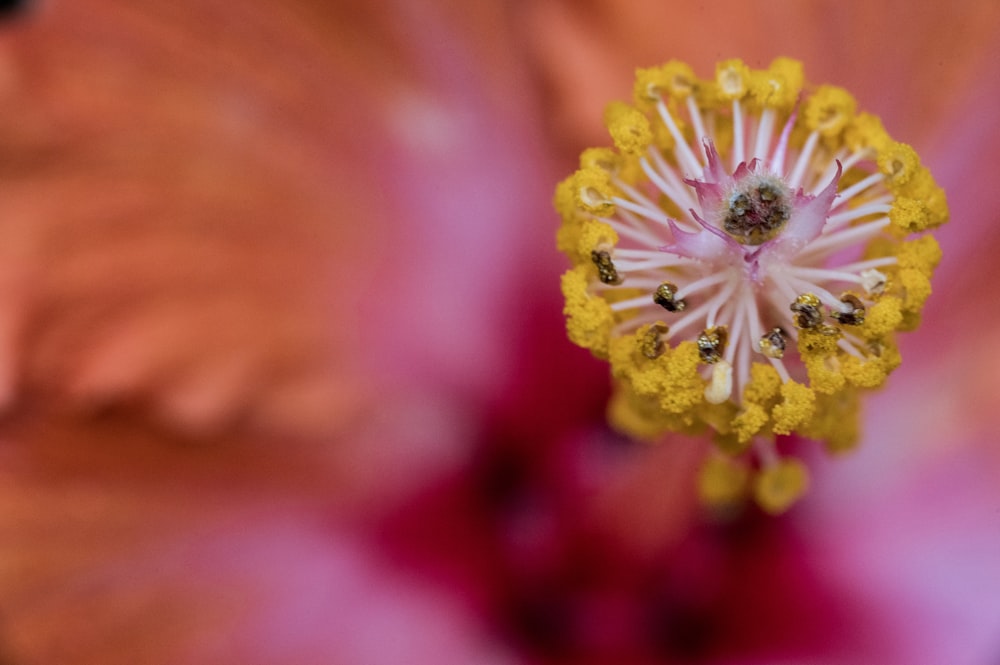 yellow and pink flower in macro photography