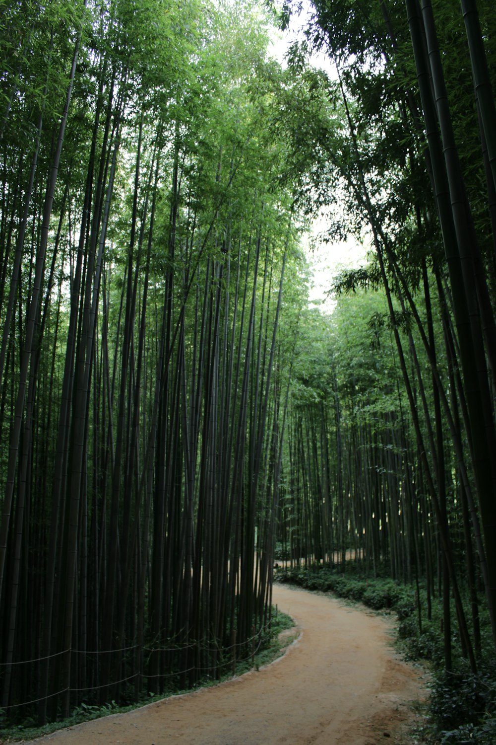 道端の緑の木々