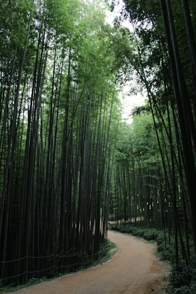 A serene, winding path meanders through a dense bamboo forest with tall, slender stalks reaching upwards, creating a lush, green canopy overhead. The pathway is bordered by thick foliage, evoking a sense of tranquility and seclusion.