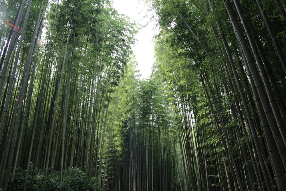 alberi di bambù verdi durante il giorno