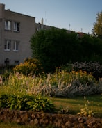 A garden scene with a variety of plants and flowers set against a backdrop of a two-story residential building. The garden is lush with greenery, including bushes and flowering plants in shades of yellow and purple. The building is constructed of light gray brick, and the sky is clear with a soft, warm light illuminating the scene.