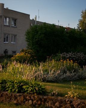 A garden scene with a variety of plants and flowers set against a backdrop of a two-story residential building. The garden is lush with greenery, including bushes and flowering plants in shades of yellow and purple. The building is constructed of light gray brick, and the sky is clear with a soft, warm light illuminating the scene.