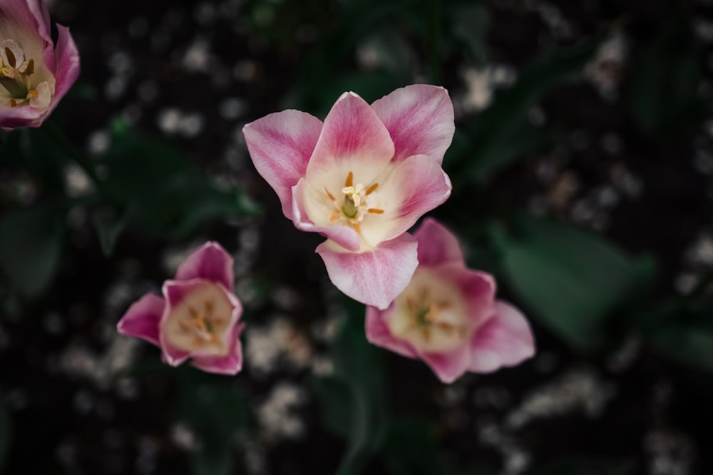 pink and white flower in tilt shift lens