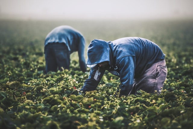 planting strawberries是什么意思