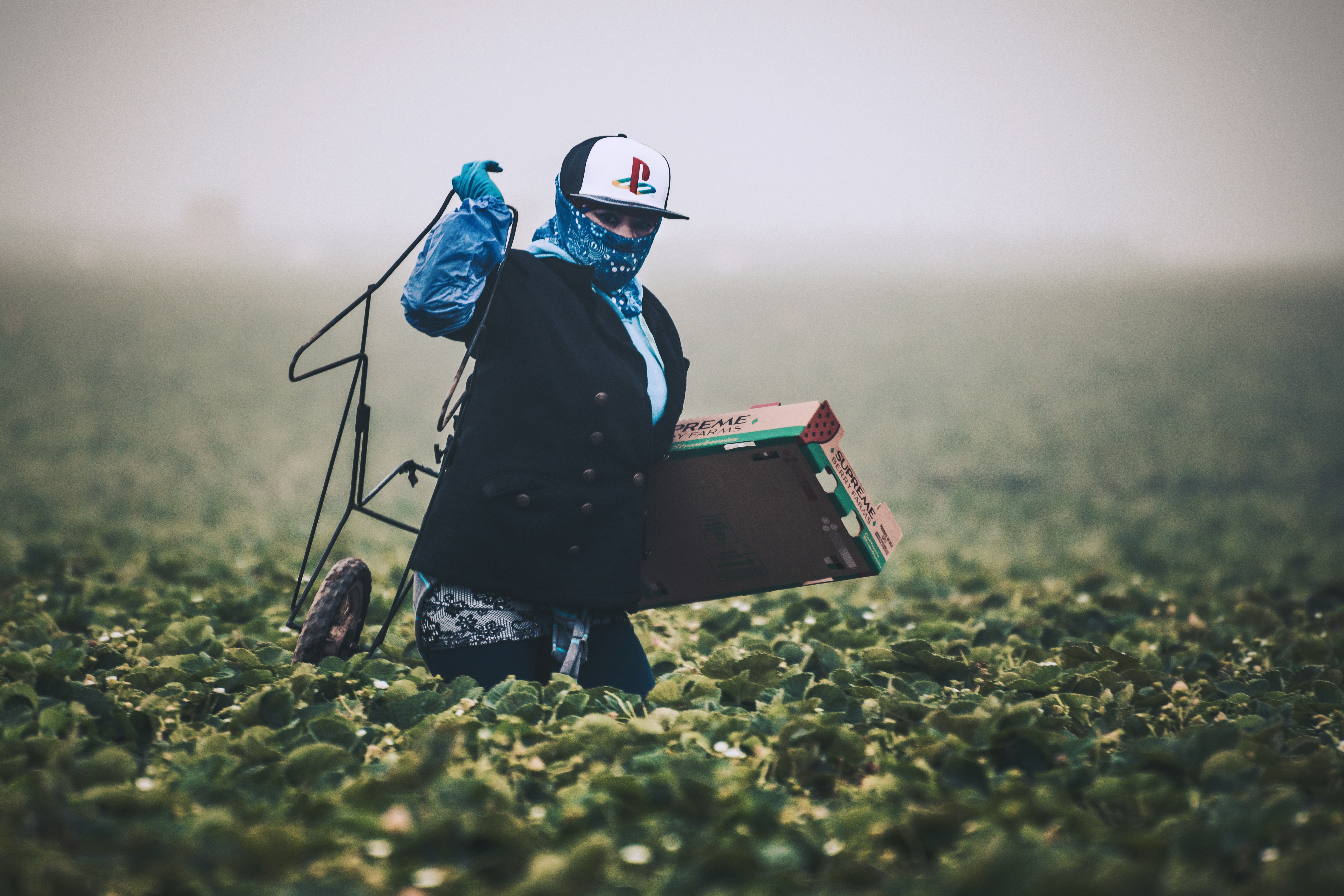 Strawberry Picking // Field workers in California are almost exclusively immigrants who work at back-breaking labor to support themselves and their families. Remember them with gratitude the next time you're buying produce.
