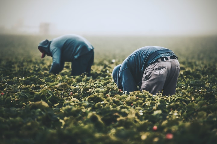 The Field Worker