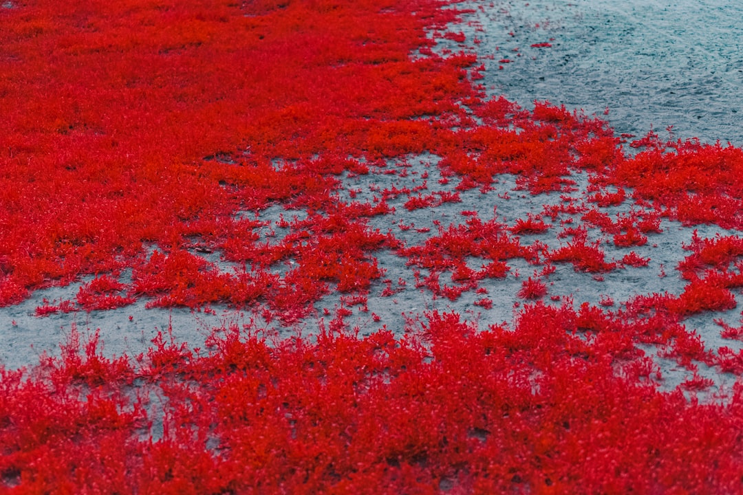 red and white flower field