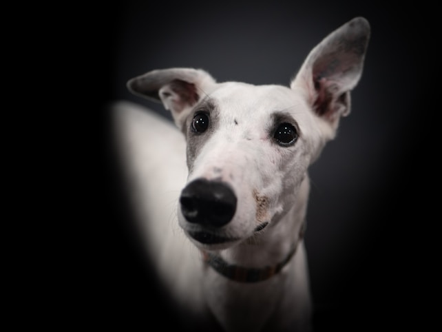 A close-up of a white dog with large, attentive eyes and a dark nose. The dog's ears are perked up, and it appears to be focused on something. The background is a dark, blurred gradient, bringing the focus entirely on the dog.