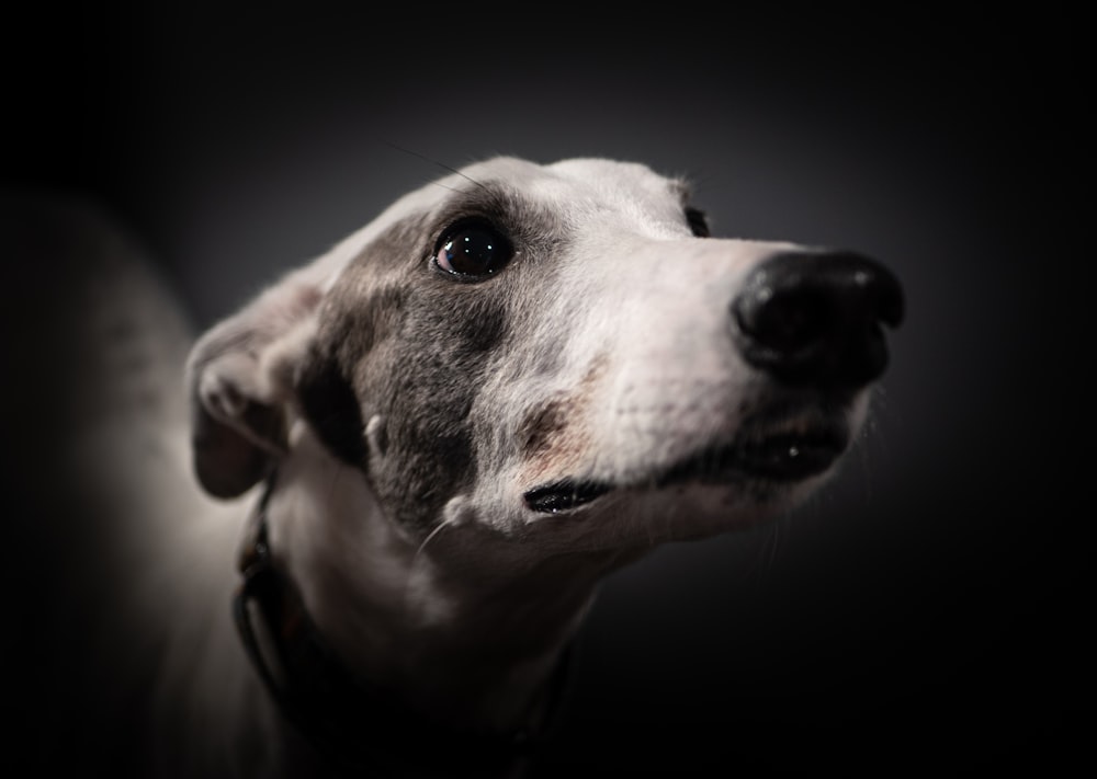 gray and white short coated dog