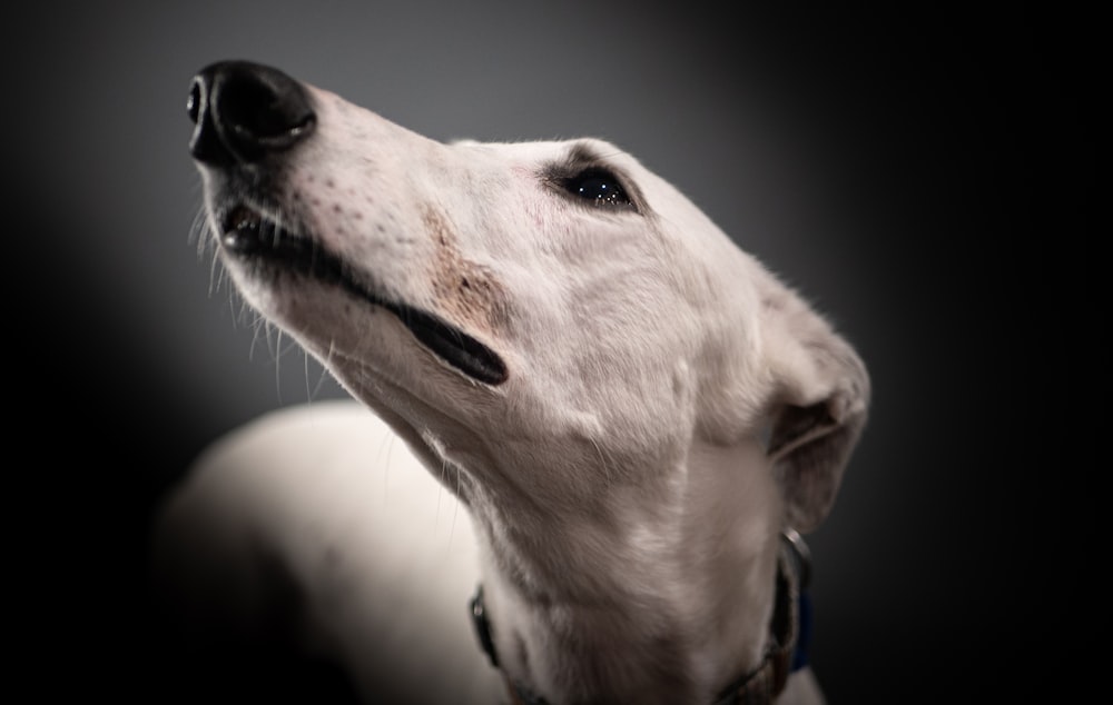 Perro mediano de pelo corto blanco