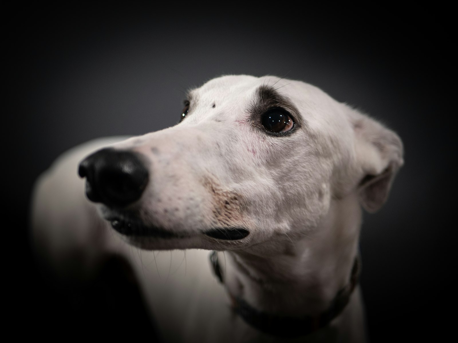 Essential Gear for a Greyhound