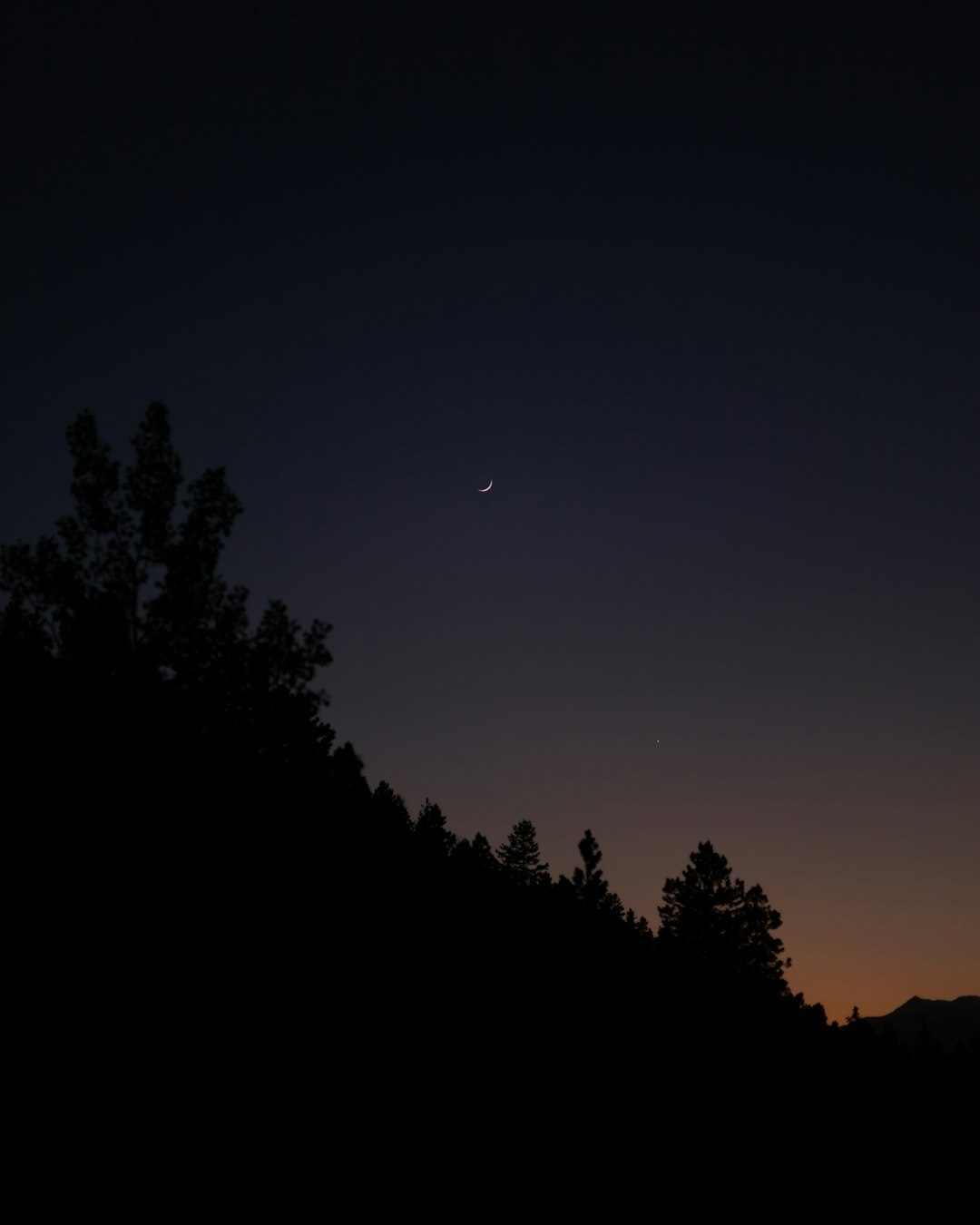 silhouette of trees under blue sky during night time