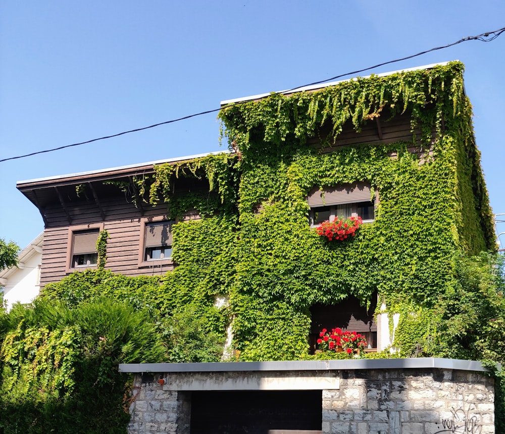 red flowers on green wall