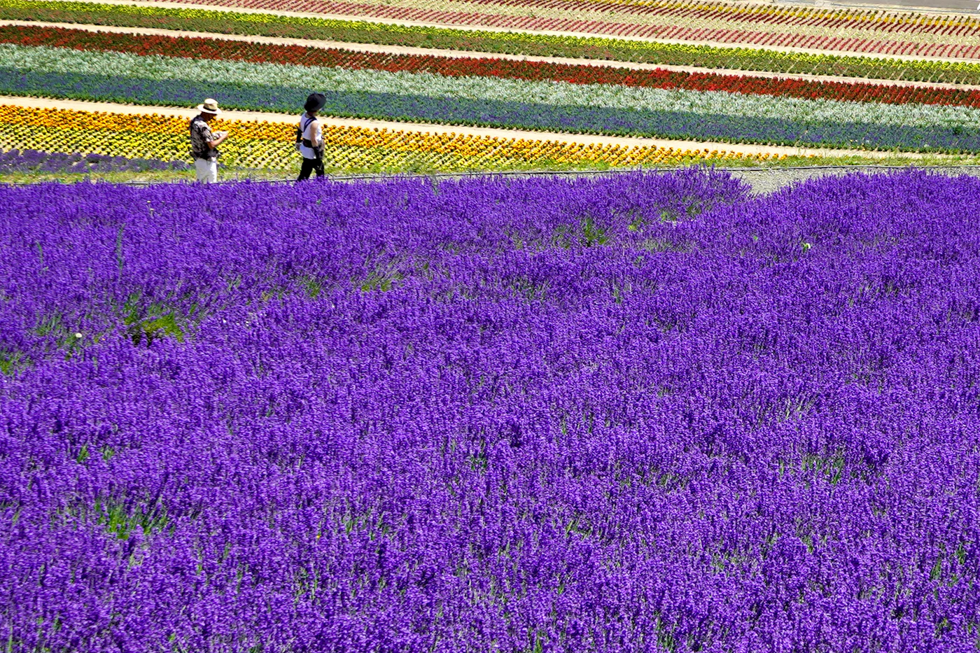Violette Lavendelfelder vor den Hügeln von Furano im Hochsommer