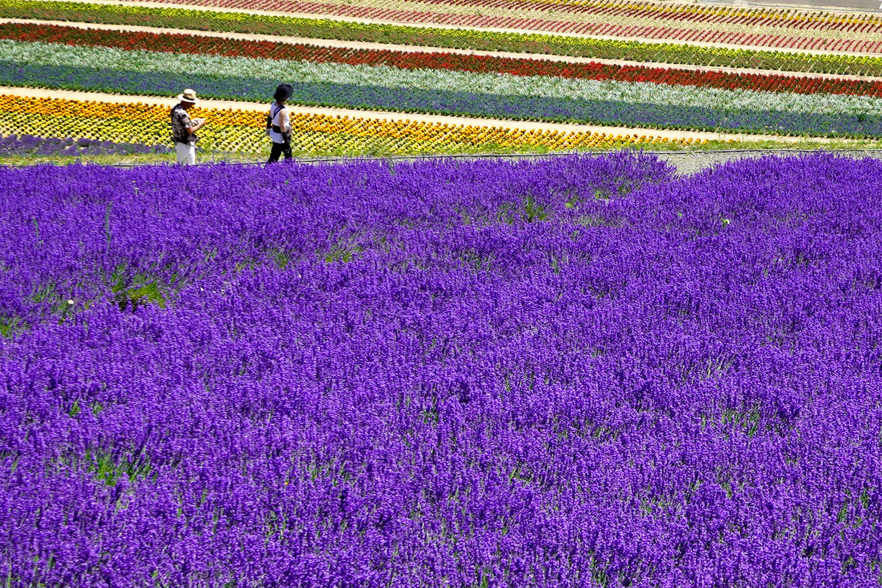 Furano's Lavender Fields: Japan's Purple Summer in Hokkaido